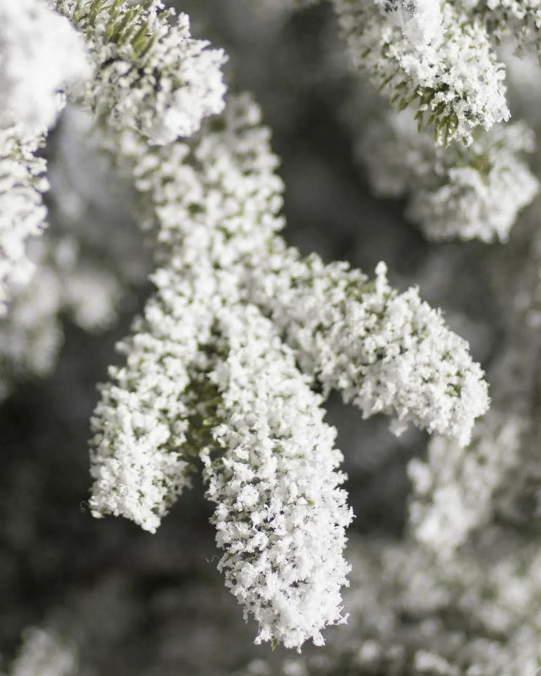 Árvore de Natal Nevada Frosted Fraser com Galhos Articulados, Suporte Metálico e Micro LEDs Embutidos