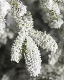 Árvore de Natal Nevada Frosted Fraser com Galhos Articulados, Suporte Metálico e Micro LEDs Embutidos